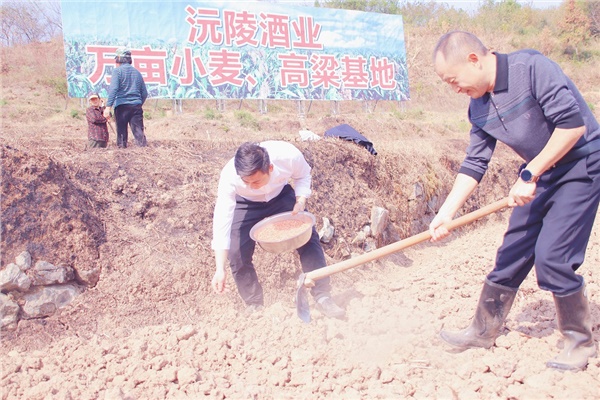 2022-2023年沅陵酒業(yè)&華隆農(nóng)業(yè)小麥、高粱基地播種小麥.